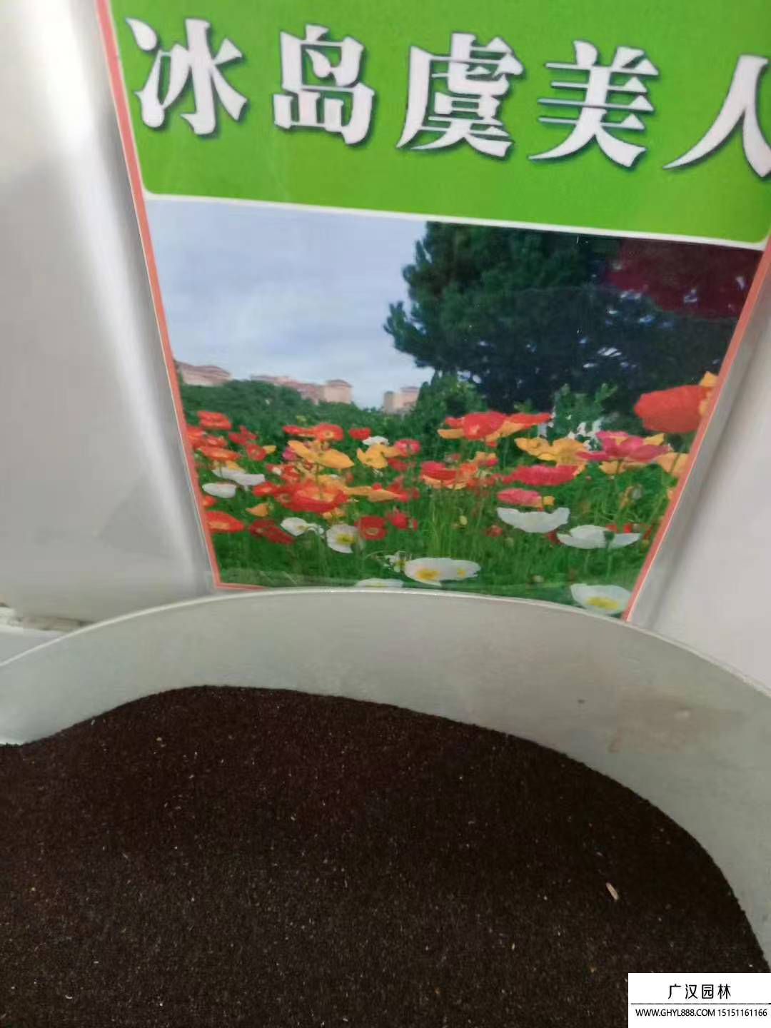 虞美人种子