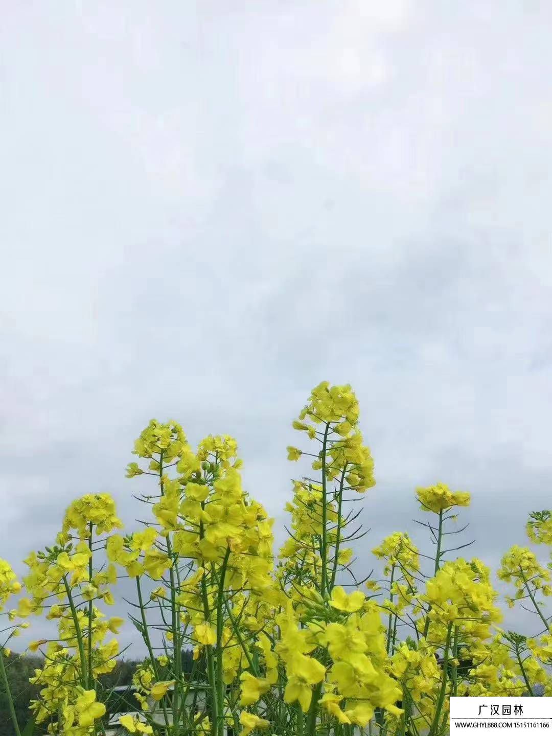 油菜花