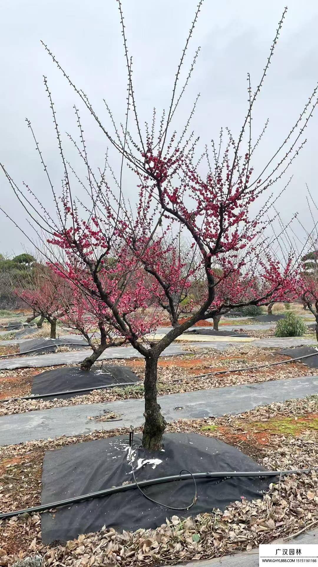 梅花