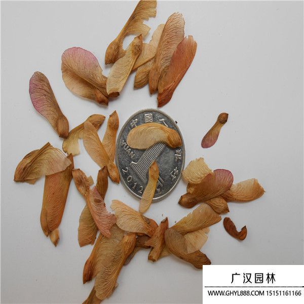 种子