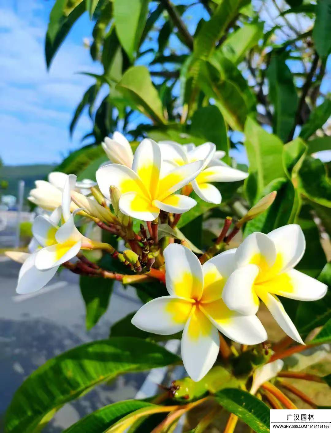 鸡蛋花