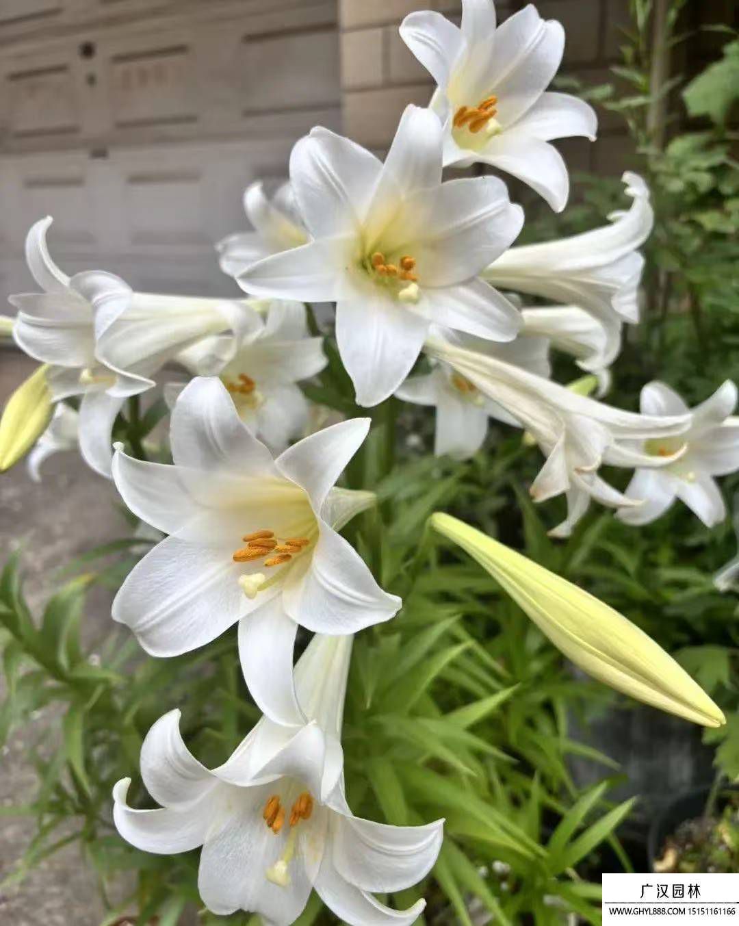 百合