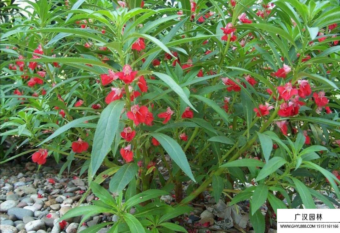 凤仙花传播种子.jpg