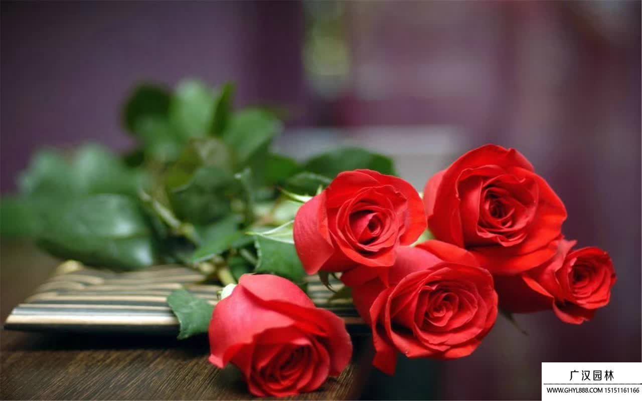 玫瑰花语.jpg