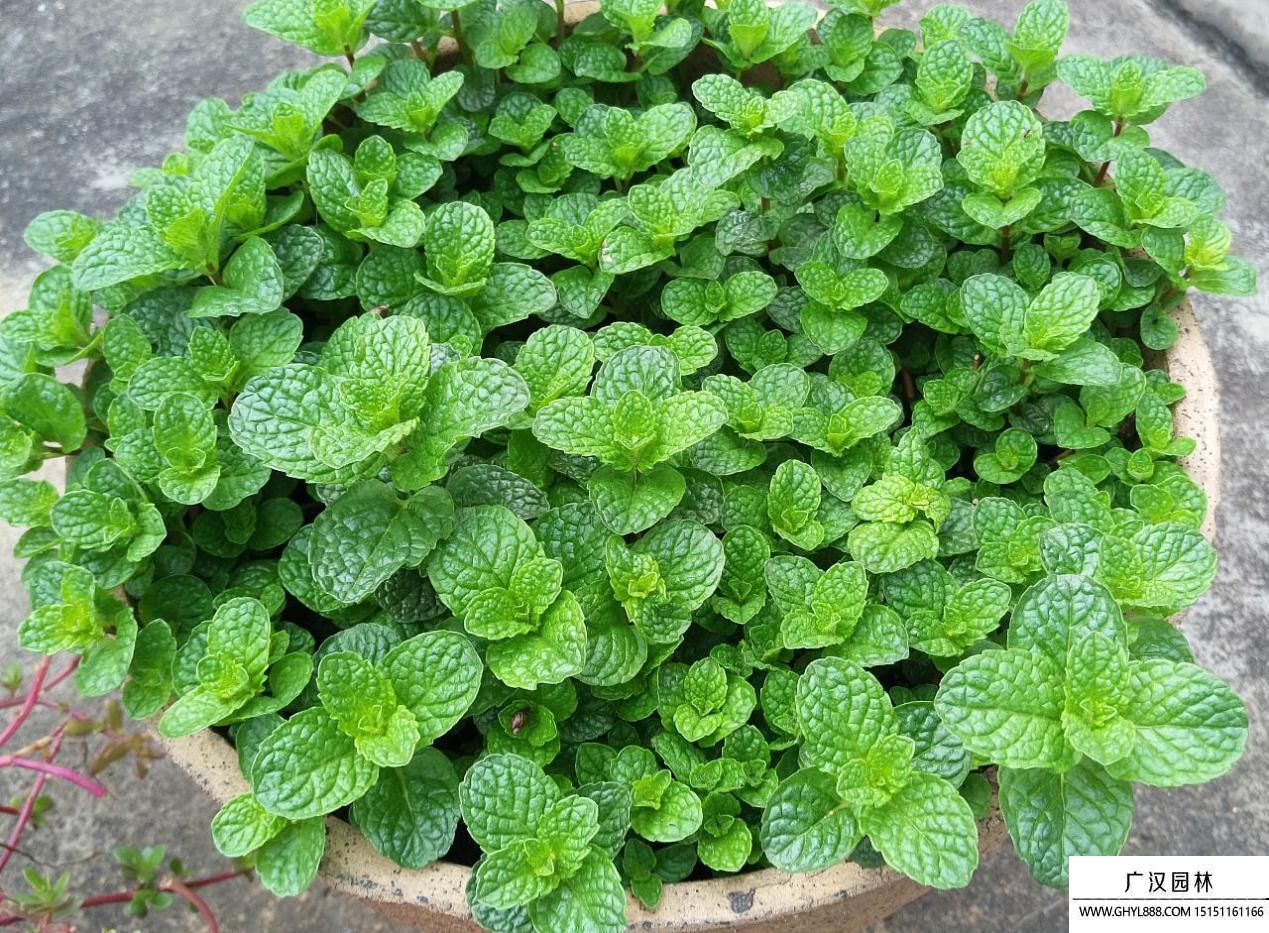 盆栽薄荷.jpg