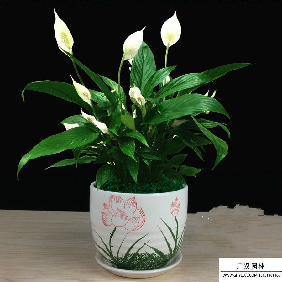 白鹤芋.jpg