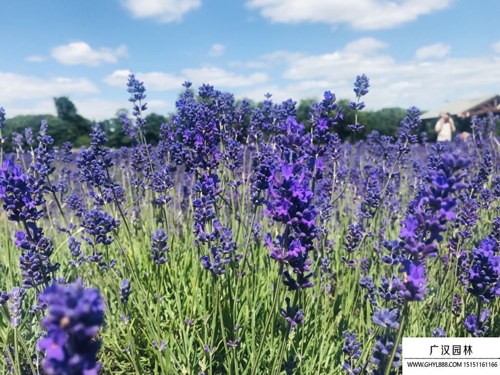 熏衣草的花语.jpg