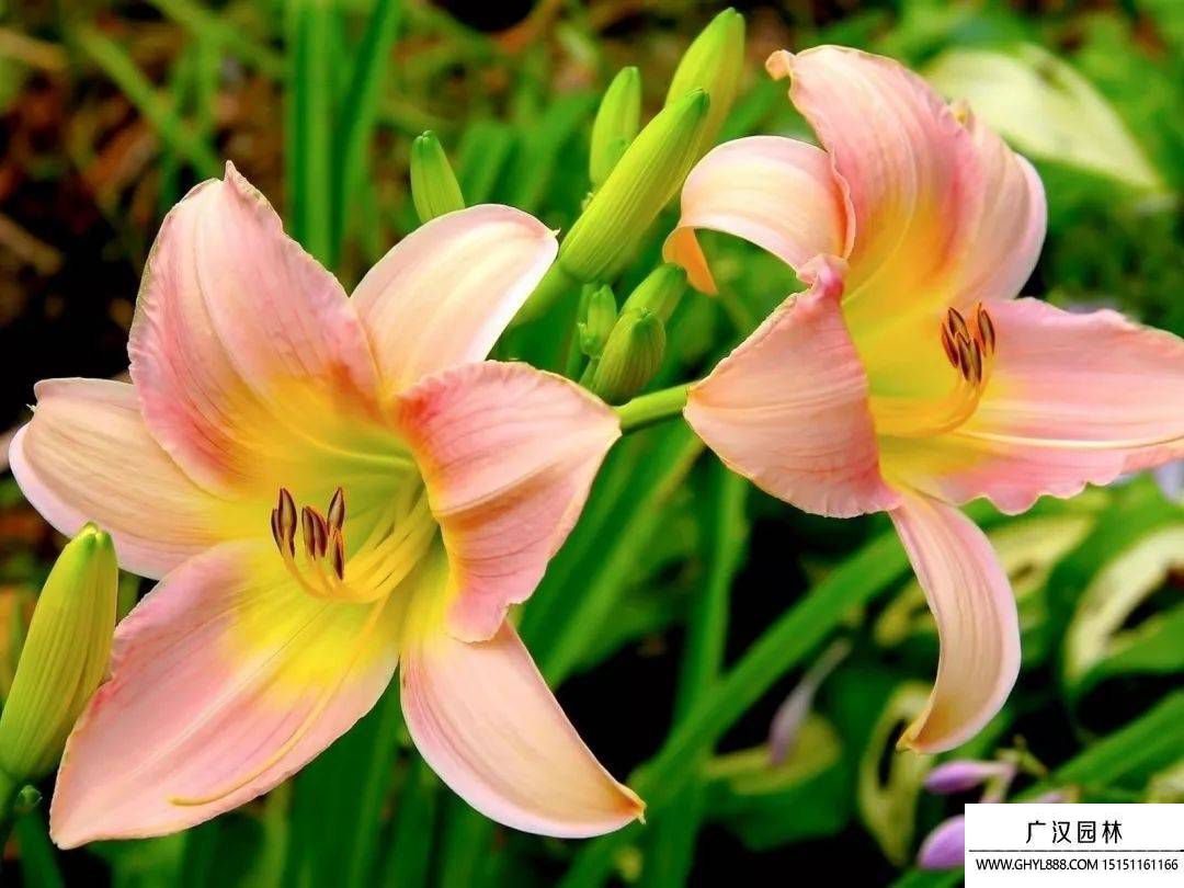 百合花.jpg