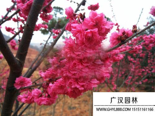 498be24b17d1316b.jpg