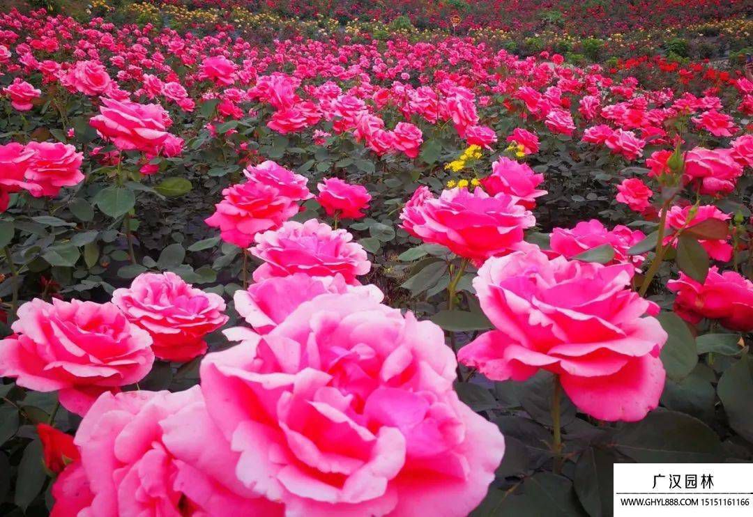 玫瑰花.jpg