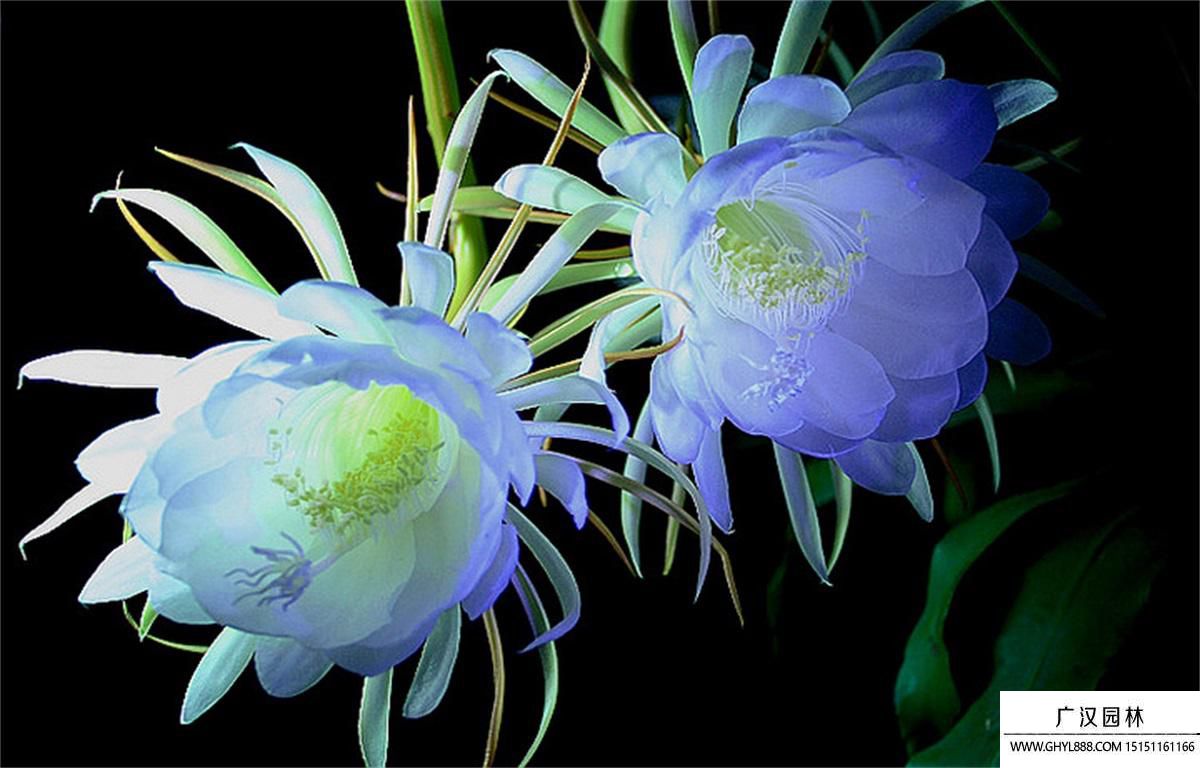 昙花.jpg