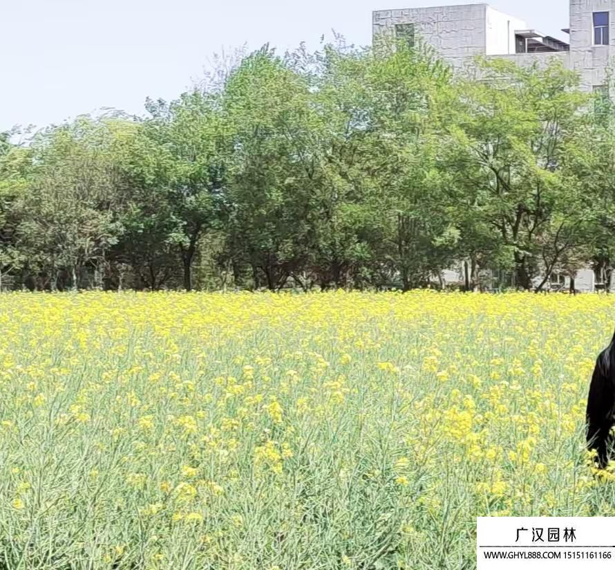 油菜花