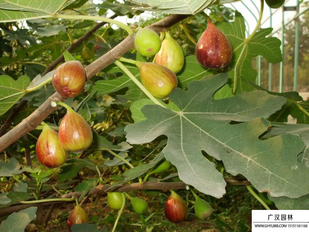 无花果.jpg