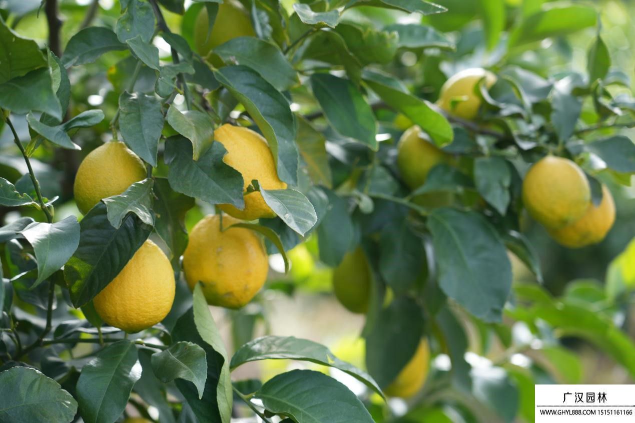 柠檬树.jpg