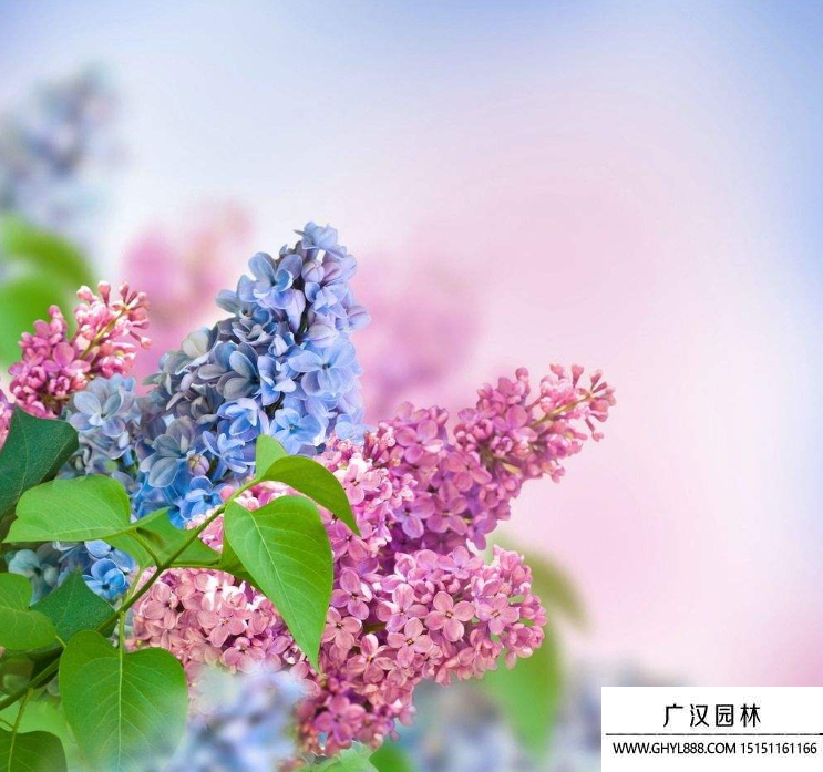 丁香花.jpg