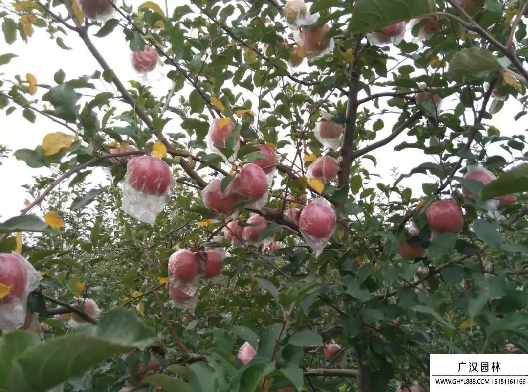 苹果树.jpg