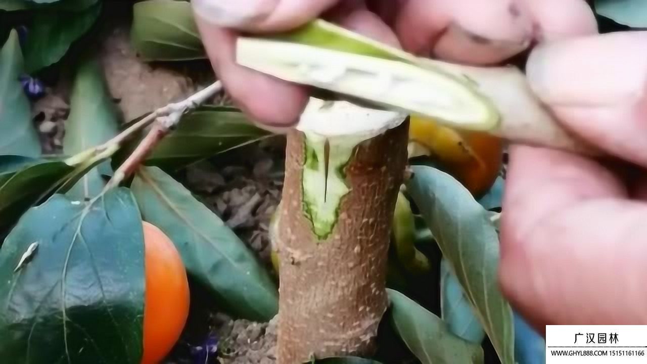 猕猴桃的嫁接方法(1).jpg