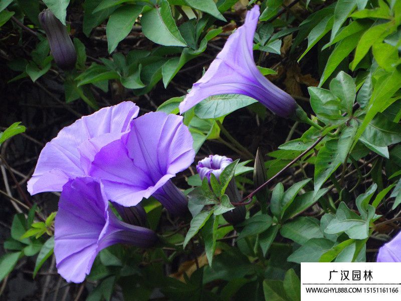 喇叭花.jpg
