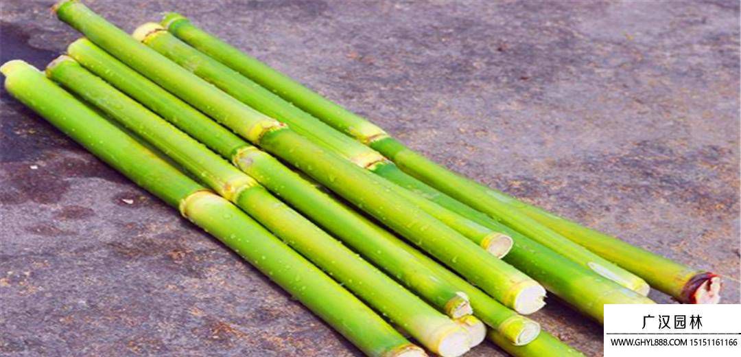 甜杆.jpg