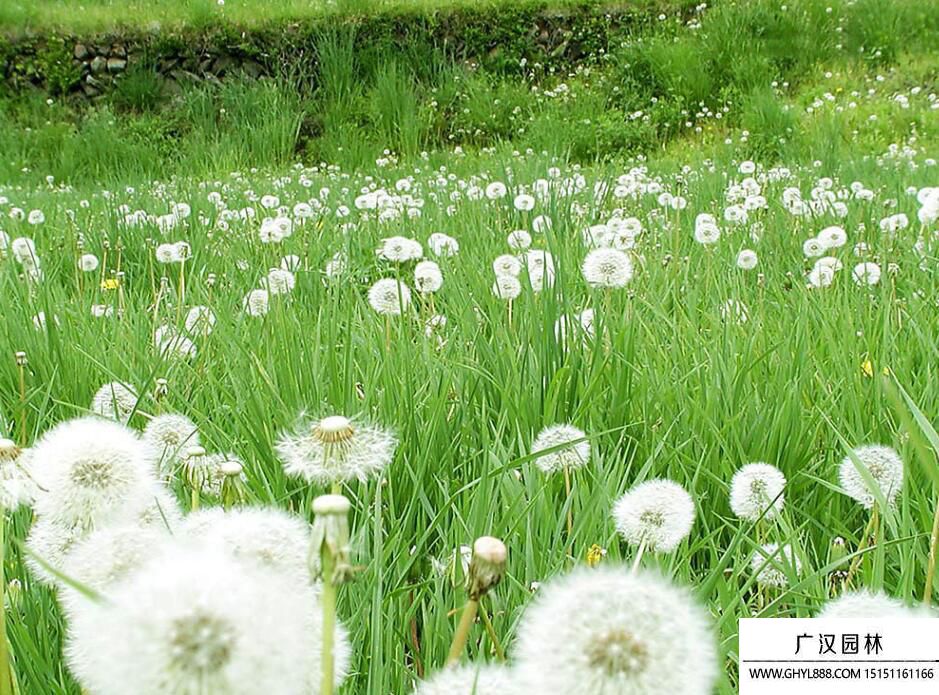 蒲公英.jpg