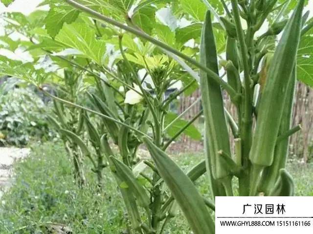 秋葵.jpg