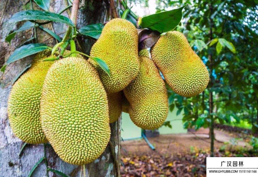 菠萝蜜.jpg