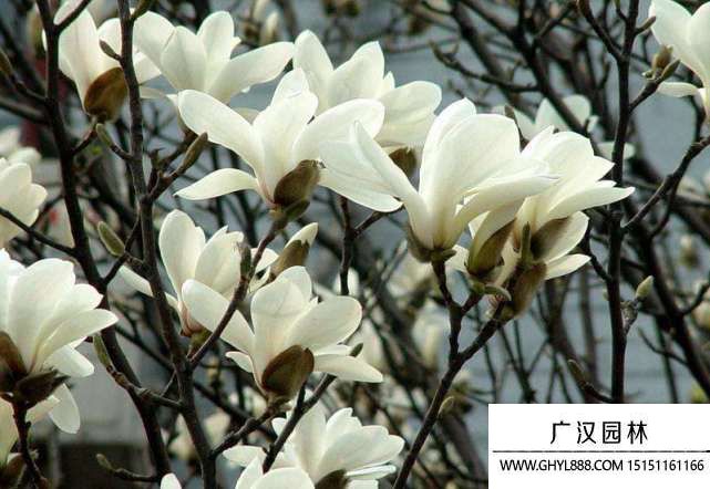 白玉兰.jpg