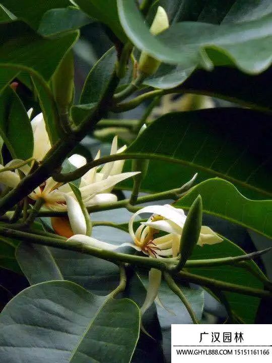 黄桷兰.jpg