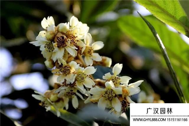 枇杷花.jpg