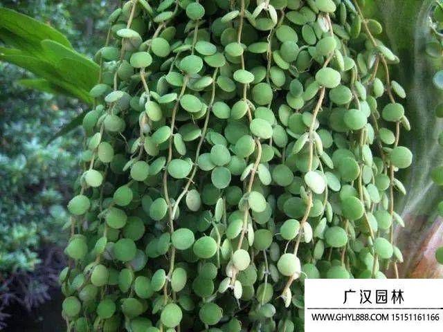  串钱藤.jpg