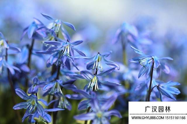 蓝铃花.jpg