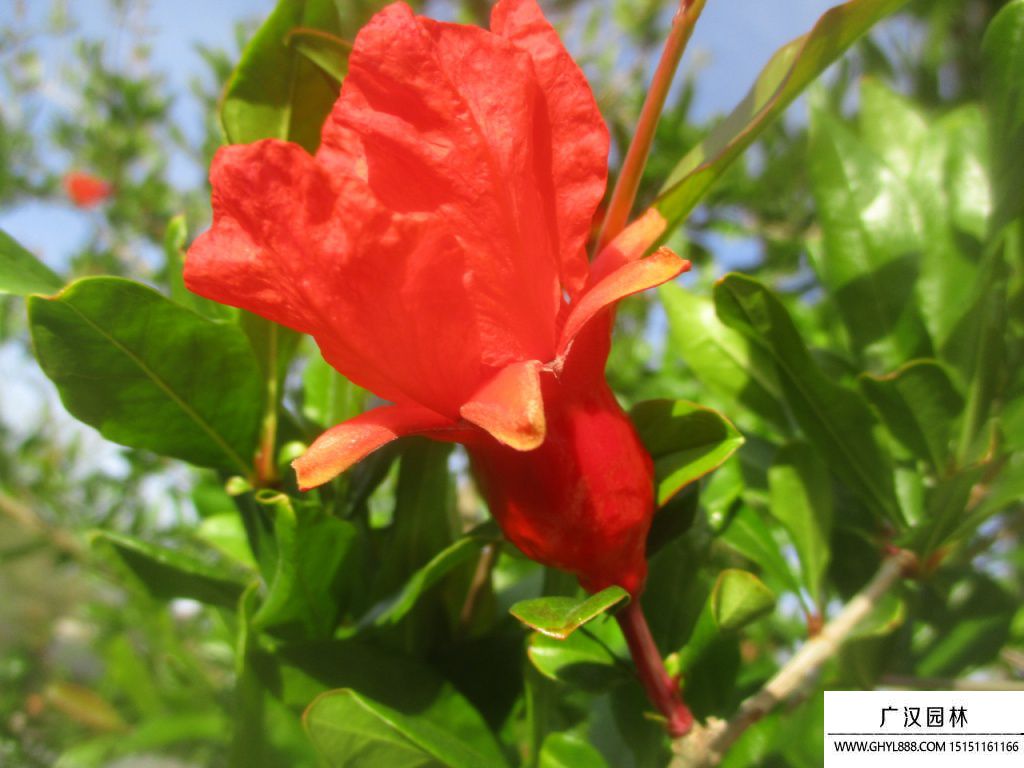 石榴花.jpg