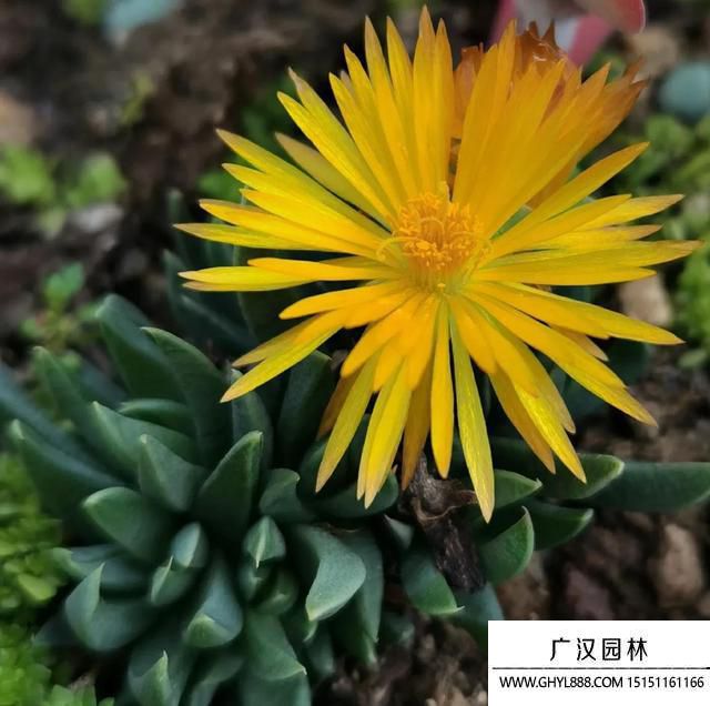 黄花照波.jpg