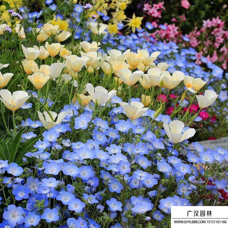 粉蝶花.jpg