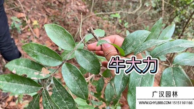 牛大力产地在哪里.jpg