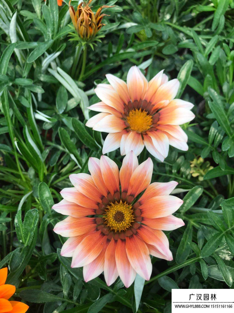 勋章菊.jpg