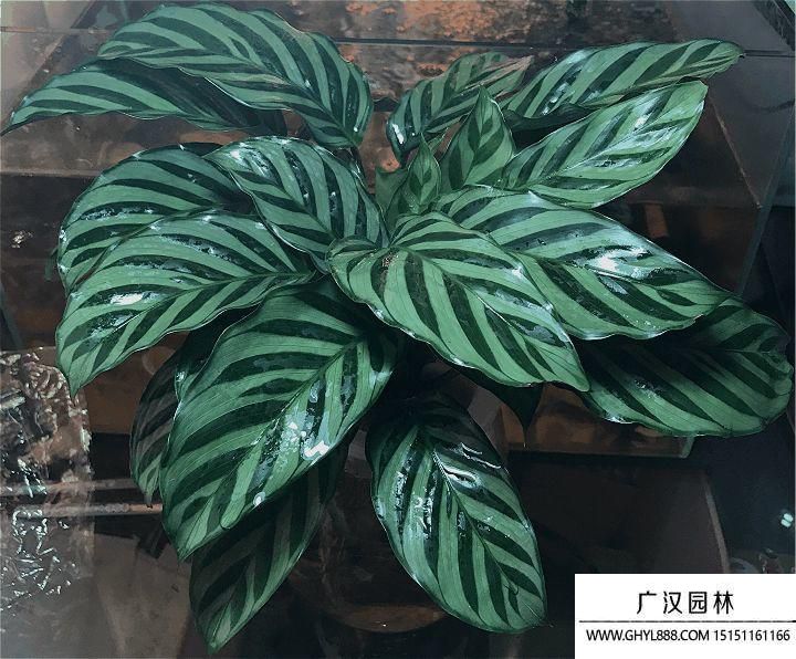 竹芋.jpg