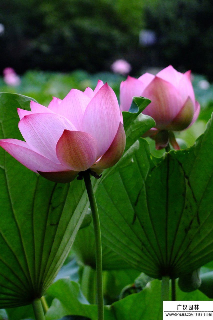 荷花.jpg