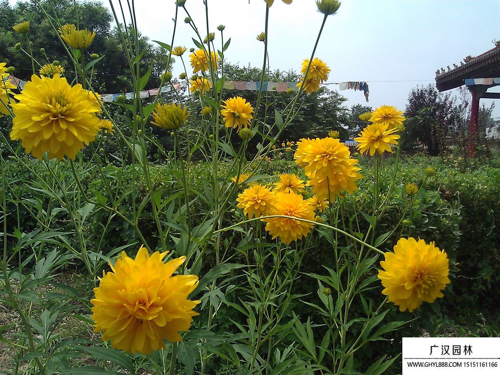 黄菊花.jpg