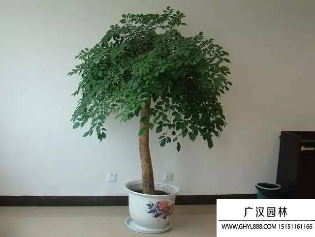 幸福树.jpg