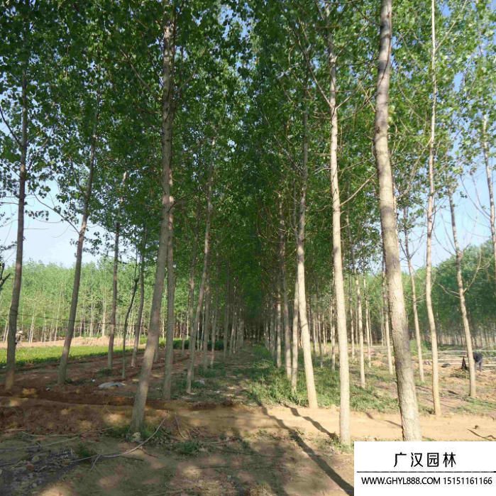 秋日白杨林.jpg