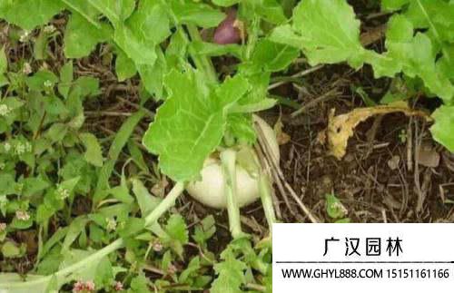 蔓菁.jpg