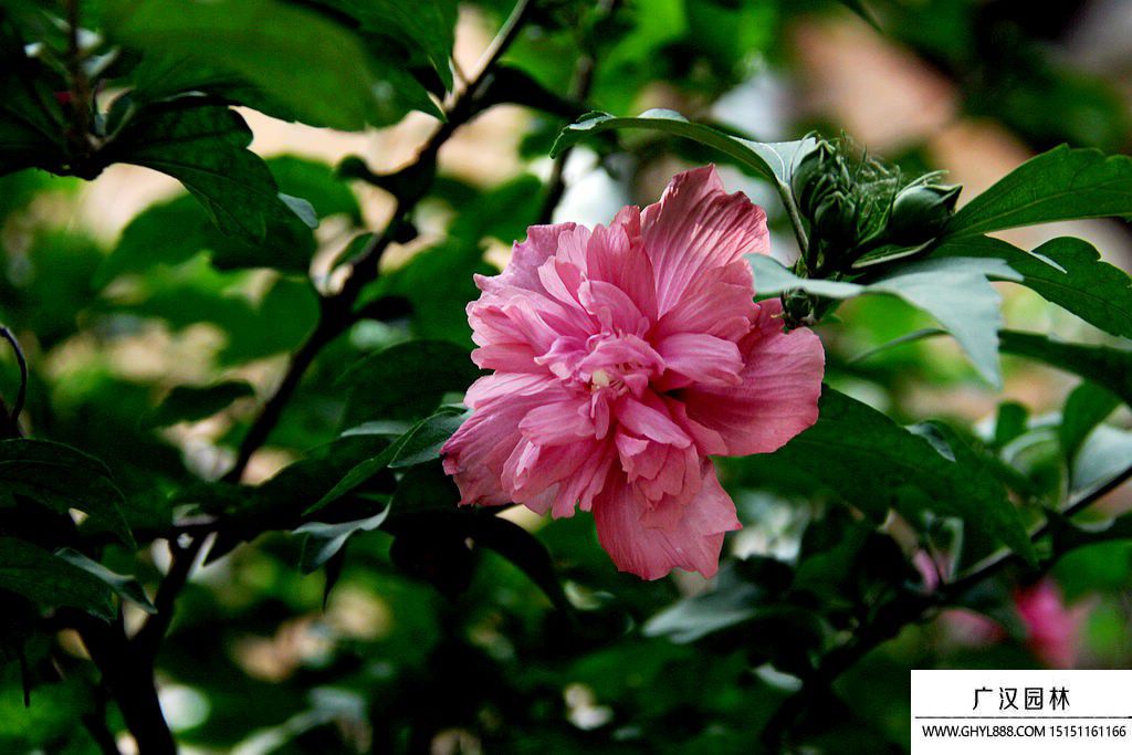 木槿花.jpg
