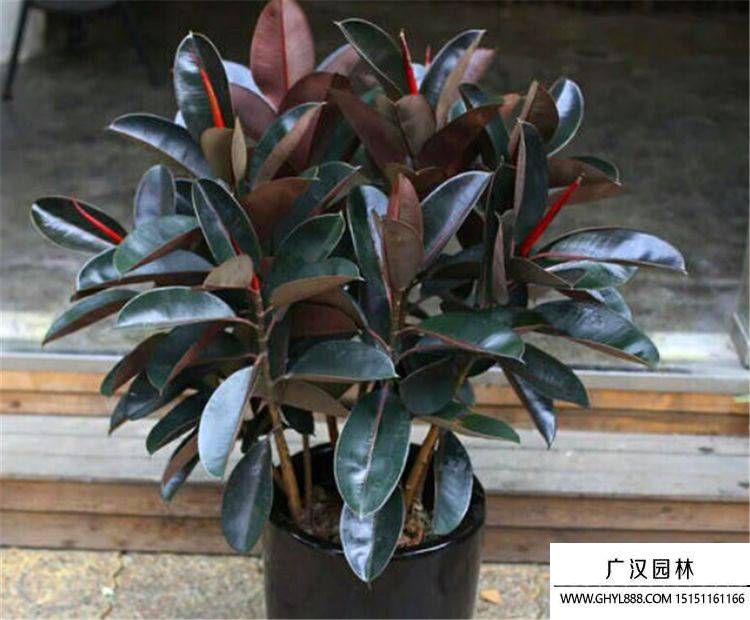 橡皮树.jpg