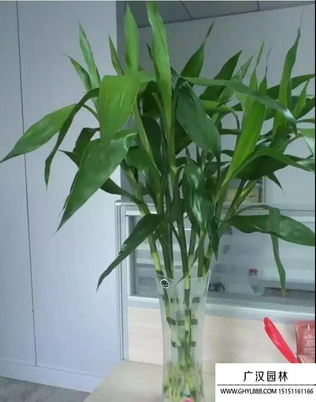 富贵竹.jpg