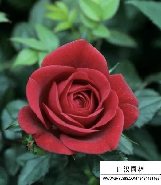 玫瑰.jpg
