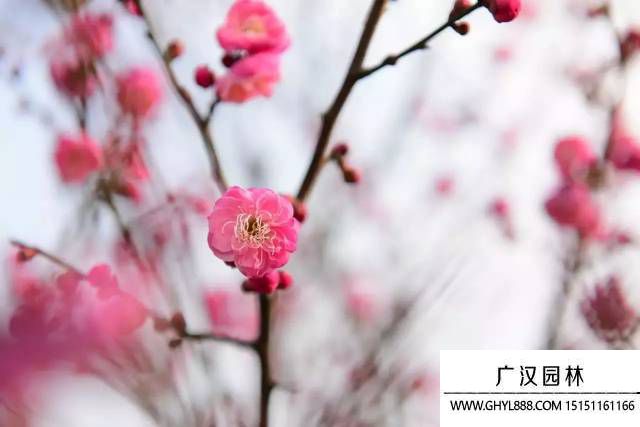 红色梅花.jpg