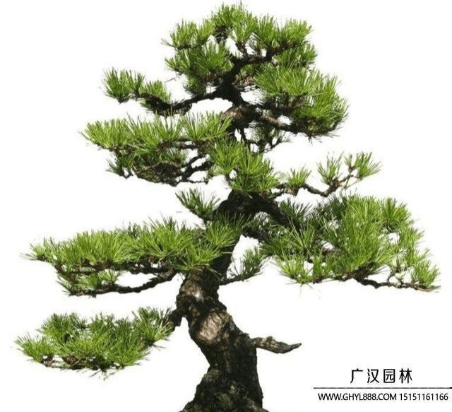 松树.jpg