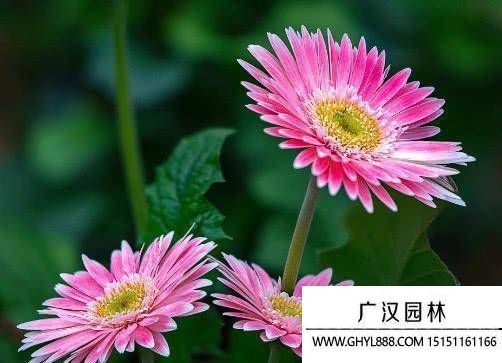 扶桑花.jpg