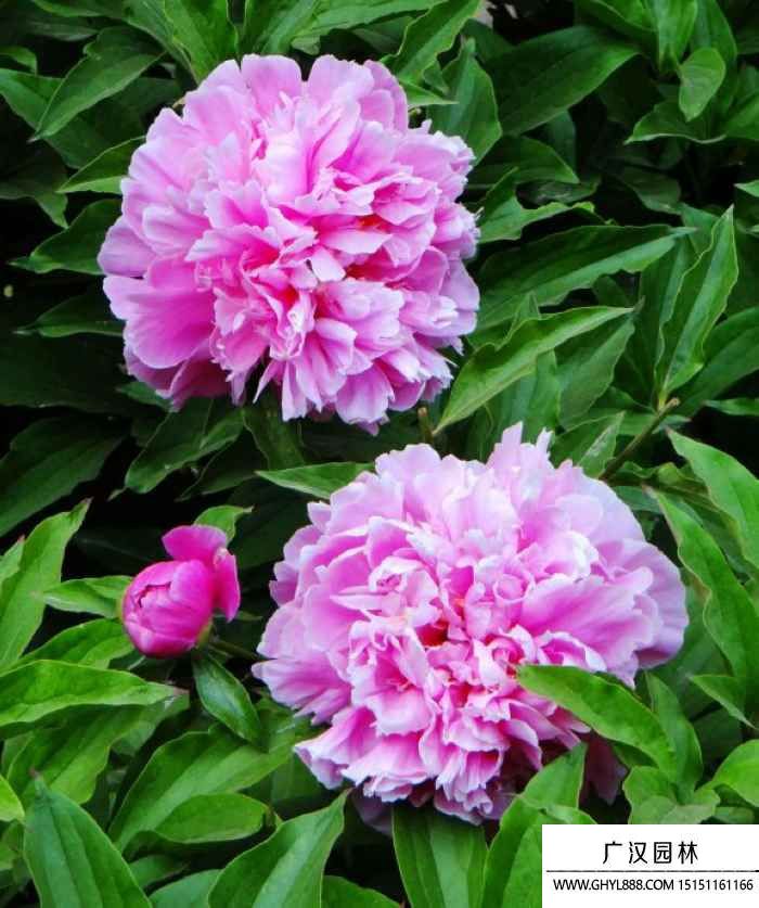 芍药花.jpg
